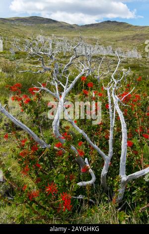 A flowering Chilean firebush (Embothrium coccineum tree) growing in between a dead tree in Torres del Paine National Park in southern Chile. Stock Photo