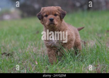 Dog running Stock Photo