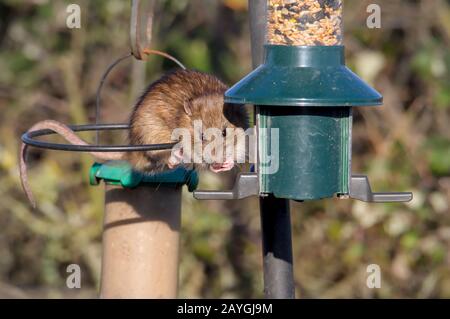 Brown Rat Looking At The Camera Feeding From A Bird Feeder Pinching Seed. Taken at Keyhaven UK Stock Photo