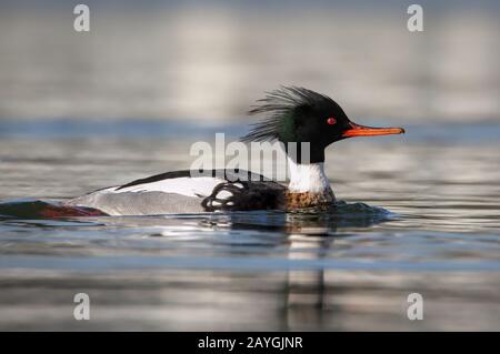 Red Breasted Merganser, Mergus serrator, Swimming On A Lake Looking For Food Showing Clear Tufted Head And Red Eyes Stock Photo