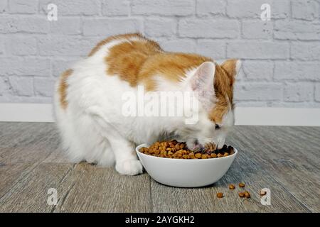Cute tabby cat eating dry cat food from a white food bowl. Stock Photo