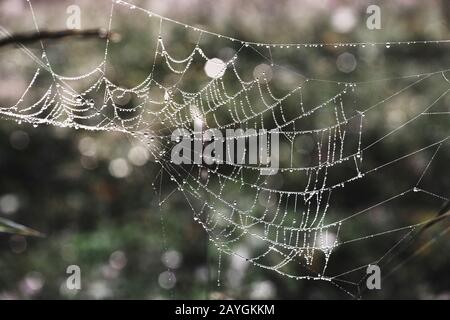 The Spider Web with dew drops Stock Photo