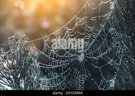 The Spider Web with dew drops Stock Photo