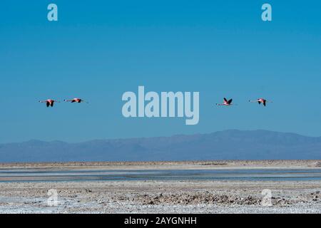 James flamingos (Phoenicoparrus jamesi), also known as the puna flamingos in flight at the Chaxa Lagoon, Soncor section of Los Flamencos National Rese Stock Photo