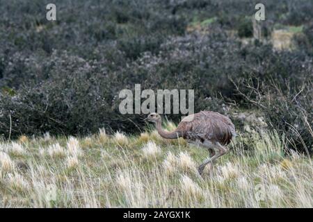 A Darwin's rhea, also known as the lesser rhea, is a large flightless bird, feeding near Torres del Paine National Park in southern Chile. Stock Photo