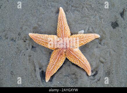 Stranded dead Common Starfish, laying on a sandy beach Stock Photo