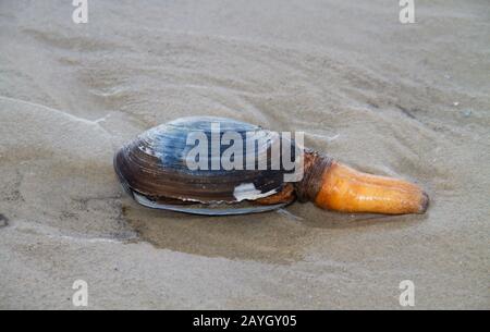 Bivalve mollusc, probably a Sand gaper, stranded on the beach, with extended siphon Stock Photo