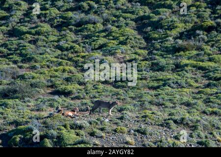 A puma family (Puma concolor), also called mountain lion, cougar, in Torres del Paine National Park in southern Chile. Stock Photo
