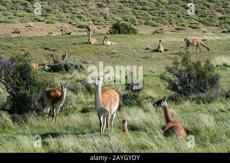 A family group of guanacos (Lama guanicoe) in Torres del Paine National Park in southern Chile. Stock Photo