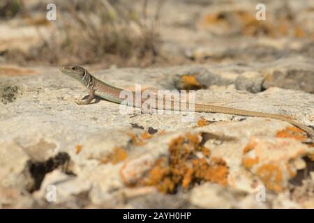 Maltese Wall Lizard or filfola lizard (Podarcis filfolensis) is a species of lizard in the Lacertidae family. Stock Photo