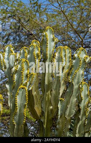 A flowering Euphorbia candelabrum, a succulent species of plant in the Euphorbiaceae family, one of several plants commonly known as candelabra tree i Stock Photo