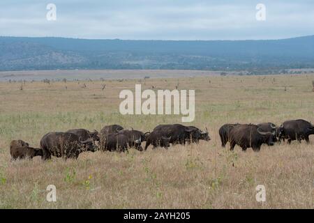 A herd of Cape buffalos (Syncerus caffer caffer) is walking through the grasslands at the Lewa Wildlife Conservancy in Kenya. Stock Photo