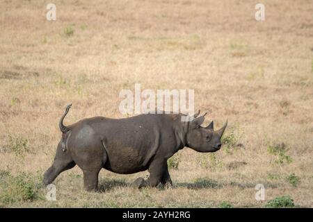 An endangered black rhinoceros or hook-lipped rhinoceros (Diceros bicornis) male at the Lewa Wildlife Conservancy in Kenya. Stock Photo