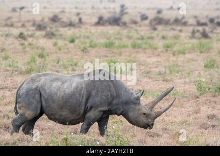 An endangered black rhinoceros or hook-lipped rhinoceros (Diceros bicornis) female at the Lewa Wildlife Conservancy in Kenya. Stock Photo