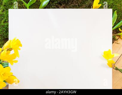 white paper background for text in front of spring decoration with green moss and Easter bells, daffodil flowers on wooden floor. Naturally designing Stock Photo