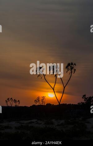 Sunrise with a silhouetted Doum palm tree in the Samburu National Reserve in Kenya. Stock Photo