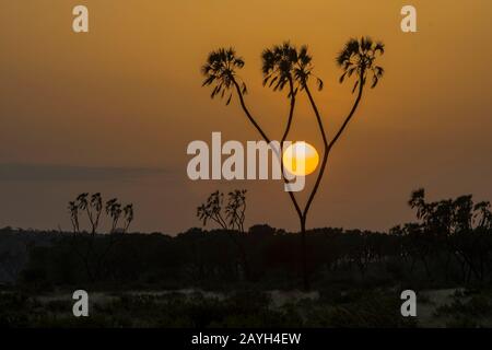 Sunrise with a silhouetted Doum palm tree in the Samburu National Reserve in Kenya. Stock Photo