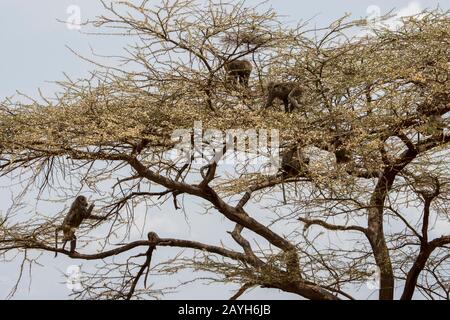 Olive baboons (Papio anubis), also called the Anubis baboon, feeding on tree blossoms in the Samburu National Reserve in Kenya. Stock Photo