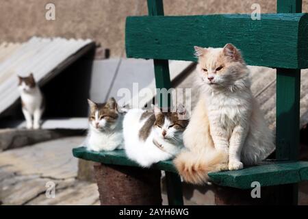 Cats sitting on a green wooden bench. Four cute animals in sunny