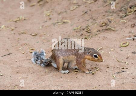 Unstriped Ground Squirrel (Xerus rutilus) in the Samburu National Reserve in Kenya. Stock Photo