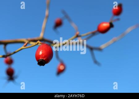 Red rosehip berries on branch isolated on clear blue sky background, selective focus. Ripe medicinal fruits of briar, healing plants Stock Photo
