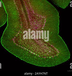 Cerebellar folium from a section of mouse brain, labelled with