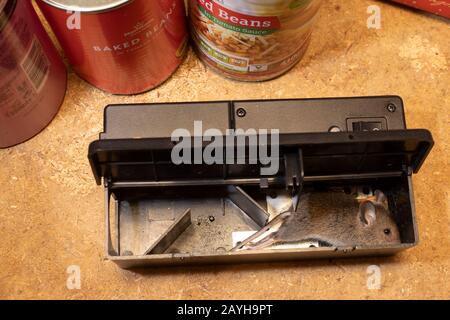 Electric mouse trap Stock Photo - Alamy