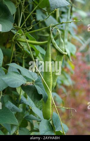 A close-up view of a cluster of long green, ripening Scarlet runner bean pods growing in a backyard food garden in autumn (blurred background). Stock Photo