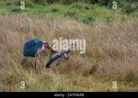 A White-backed Vulture (Gyps africanus) and a marabou stork (Leptoptilos crumenifer) fighting over a piece of a wildebeest killed by a spotted hyena ( Stock Photo