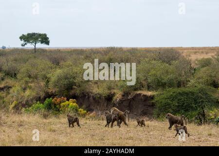 Olive baboons (Papio anubis), also called the Anubis baboon, in he Masai Mara National Reserve in Kenya. Stock Photo