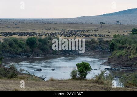 Wildebeests, also called gnus or wildebai, lining up at the Mara River in the Masai Mara in Kenya before crossing it. Stock Photo