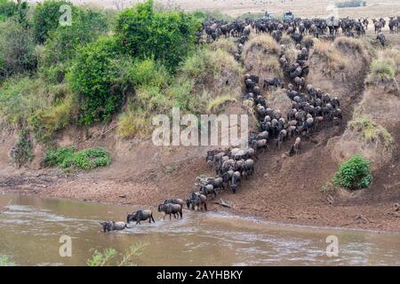 Wildebeests, also called gnus or wildebai, decending the steep bank of the Mara River in the Masai Mara in Kenya and crossing it. Stock Photo