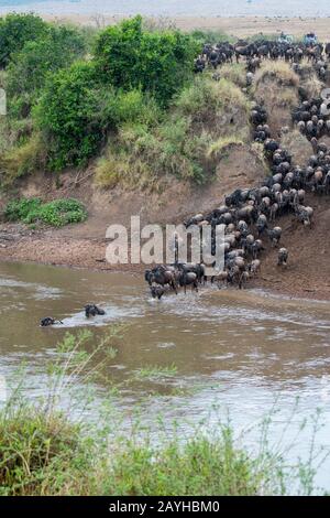 Wildebeests, also called gnus or wildebai, decending the steep bank of the Mara River in the Masai Mara in Kenya and crossing it. Stock Photo