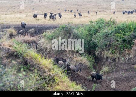 Wildebeests, also called gnus or wildebai, decending the steep bank of the Mara River in the Masai Mara in Kenya before crossing it. Stock Photo