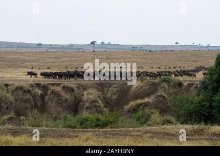 Wildebeests, also called gnus or wildebai, lining up at the Mara River in the Masai Mara in Kenya before crossing it. Stock Photo