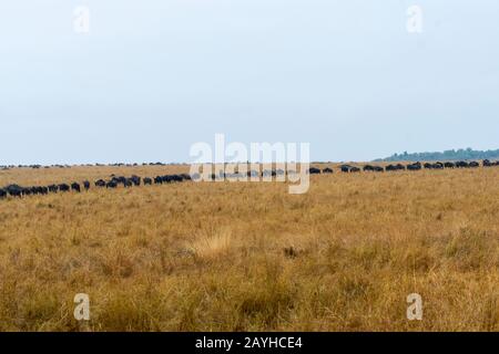 Wildebeests, also called gnus or wildebai, migrating through the grasslands towards the Mara River in the Masai Mara in Kenya. Stock Photo