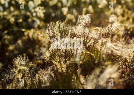 Tendrils of Common cotton-grass or cottonsedge or bog cotton (Eriophorum angustifolium) blown by wind and wrapped around heather.  It grows on peat or Stock Photo