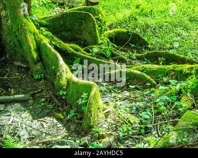 Large exposed roots of fig tree covered in green moss. Stock Photo