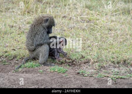 Olive baboons (Papio anubis), also called the Anubis baboon, grooming in the grasslands of the Masai Mara National Reserve in Kenya. Stock Photo