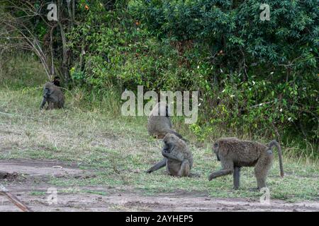 Olive baboons (Papio anubis), also called the Anubis baboon, foraging for food in the grasslands of the Masai Mara National Reserve in Kenya. Stock Photo