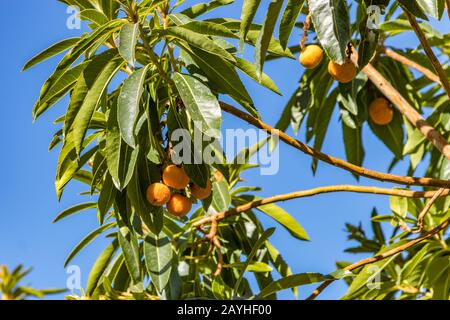 Canary strawberry tree, Canary Islands' Strawberry Tree, Canaries ...