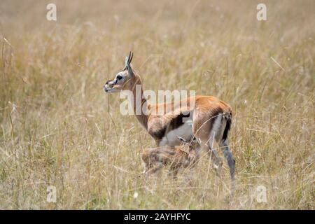 Baby Thomson's gazelle nursing, Masai Mara Reserve, Kenya Stock Photo ...