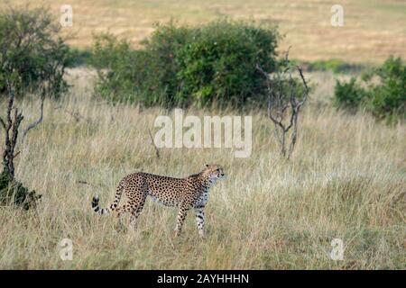 A Cheetah (Acinonyx jubatus) is hunting in the grassland of the Masai Mara National Reserve in Kenya.