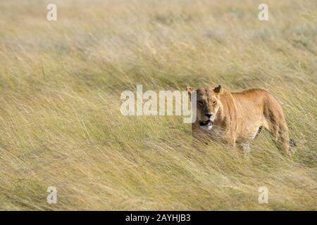 A lioness (Panthera leo) is walking through the high grass in the grassland of the Masai Mara National Reserve in Kenya. Stock Photo