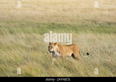 A lioness (Panthera leo) is walking through the high grass in the grassland of the Masai Mara National Reserve in Kenya. Stock Photo