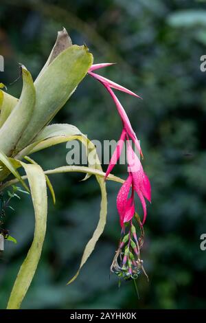 A flowering bromeliad plant is growing on a tree in the cloud forests at Mindo, near Quito, Ecuador. Stock Photo