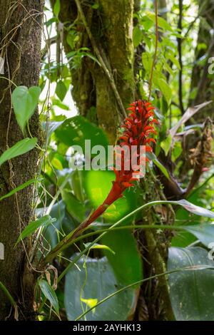 A flowering bromeliad plant is growing on a tree in the cloud forests at Mindo, near Quito, Ecuador. Stock Photo