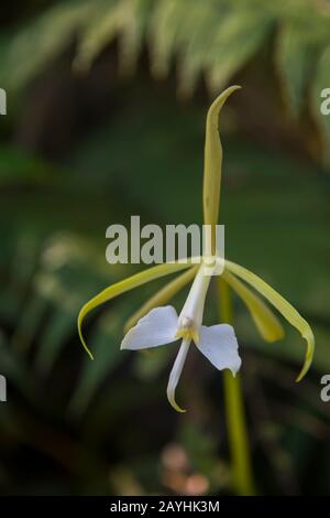 A flowering orchid in the cloud forests at Mindo, near Quito, Ecuador. Stock Photo