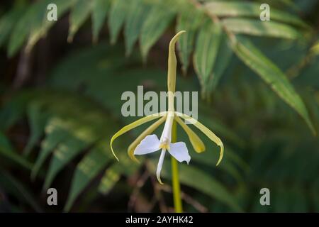 A flowering orchid in the cloud forests at Mindo, near Quito, Ecuador. Stock Photo