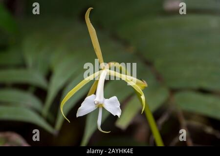 A flowering orchid in the cloud forests at Mindo, near Quito, Ecuador. Stock Photo